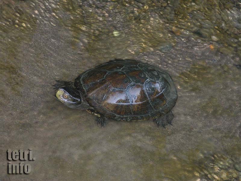 Khuluti-Fresh-water turtle